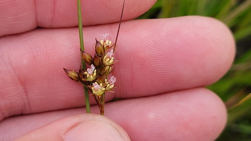 Greene's rush (Juncus greenei)