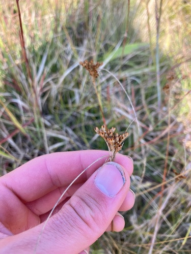 Greene's rush (Juncus greenei)