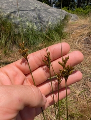 Greene's rush (Juncus greenei)