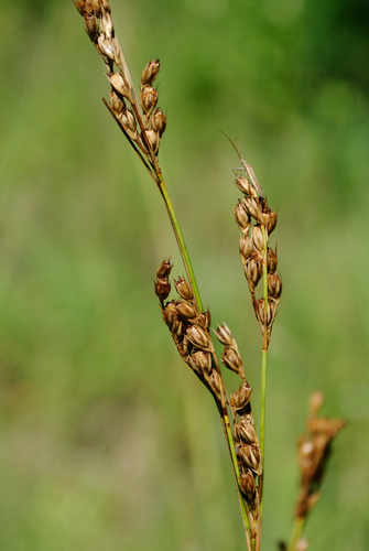 Greene's rush (Juncus greenei)