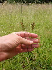 Greene's rush (Juncus greenei)