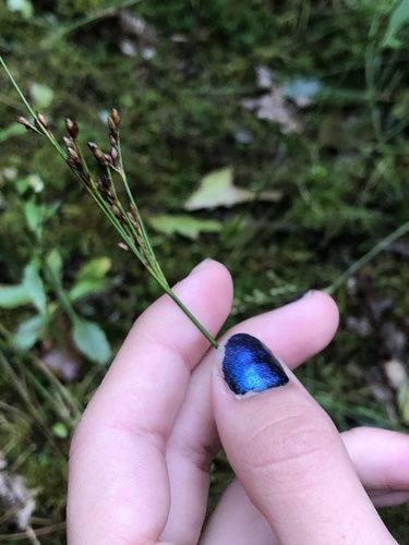 Greene's rush (Juncus greenei)