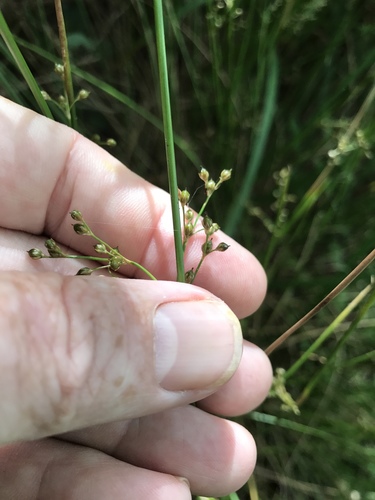 Pennsylvania rush (Juncus gymnocarpus)
