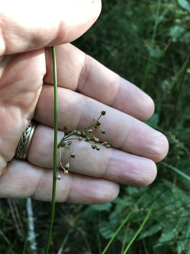 Pennsylvania rush (Juncus gymnocarpus)