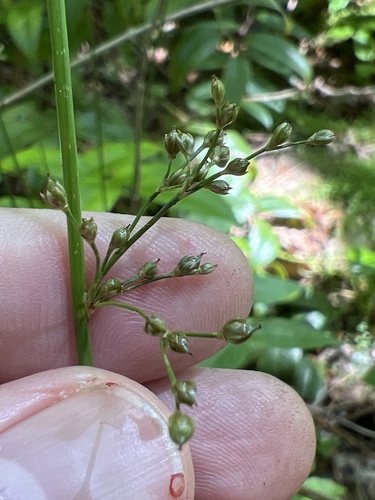 Pennsylvania rush (Juncus gymnocarpus)