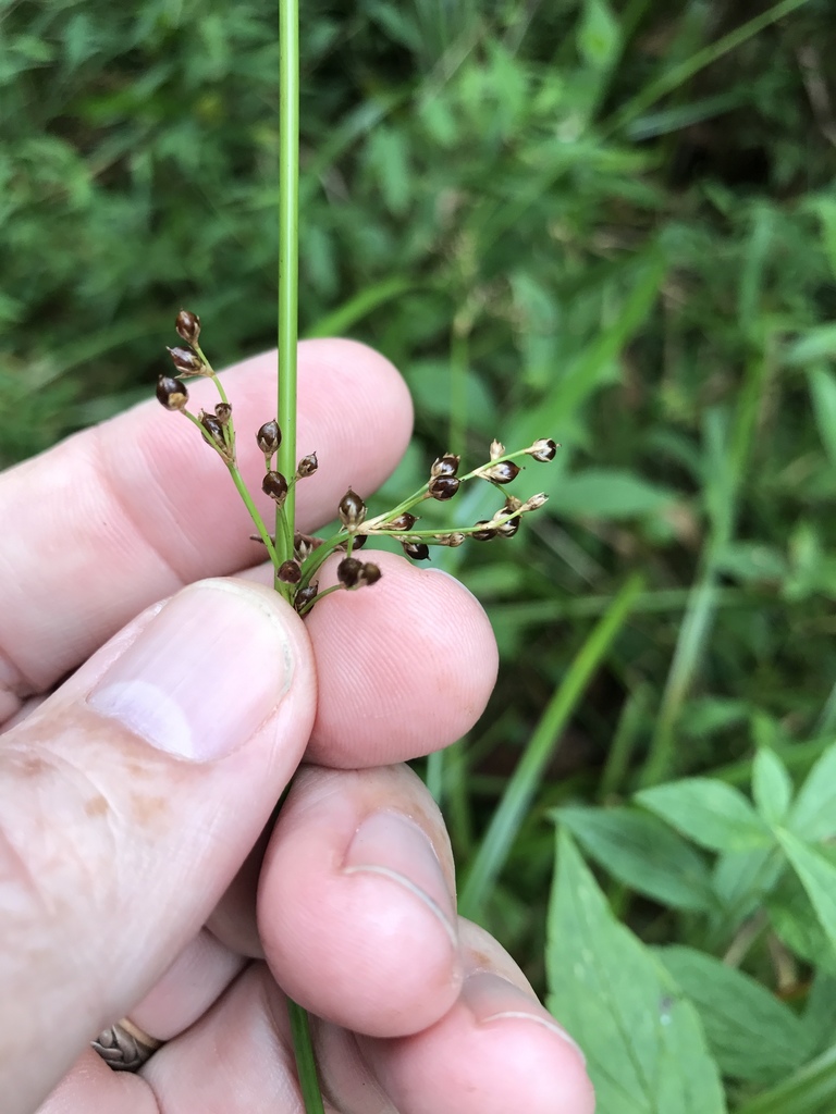 Pennsylvania rush (Juncus gymnocarpus)