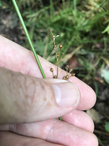 Pennsylvania rush (Juncus gymnocarpus)