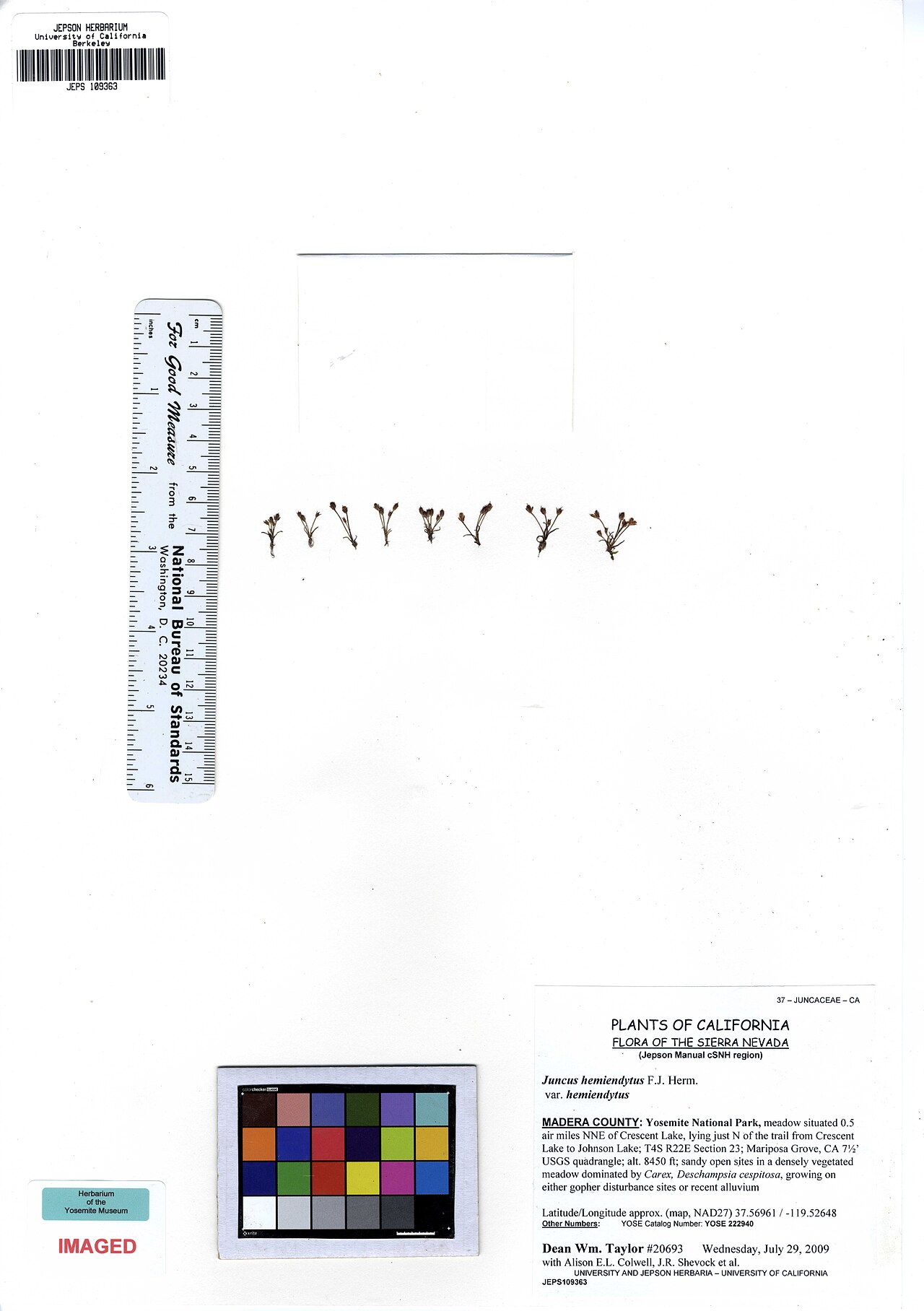 Herman's dwarf rush: JEPS109363 Juncus hemiendytus var. hemiendytus