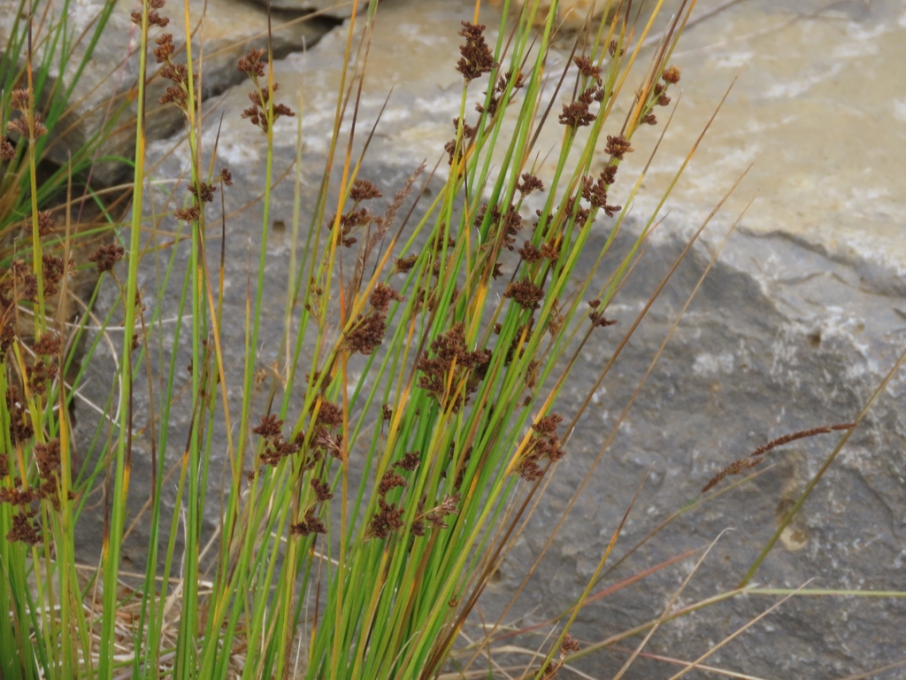 Juncus hesperius (Juncus hesperius)