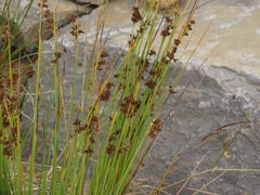Juncus hesperius (Juncus hesperius)