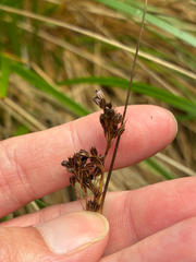 Juncus hesperius (Juncus hesperius)