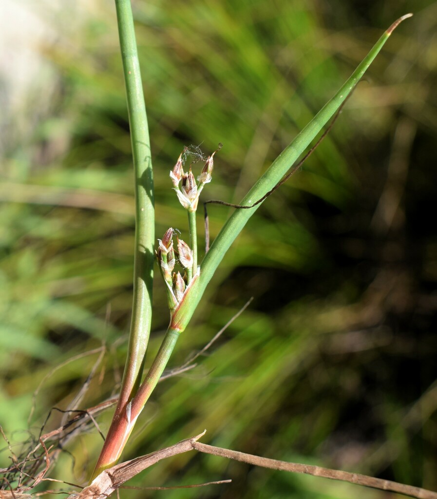 Juncus heterophyllus (Juncus heterophyllus)