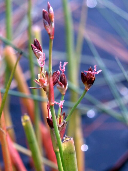 Juncus heterophyllus: Yu Ito (2012) Aquatic plant surveys in the Mediterranean. Bulletin of Water Plant Society, Japan 97: 38-42.