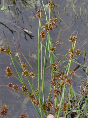 Juncus holoschoenus (Juncus holoschoenus)