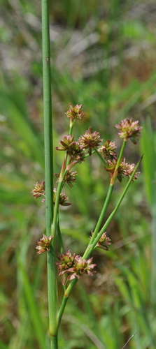 Juncus holoschoenus (Juncus holoschoenus)