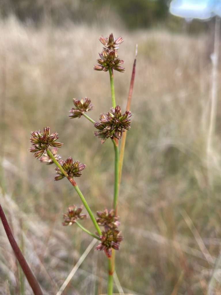 Juncus holoschoenus (Juncus holoschoenus)
