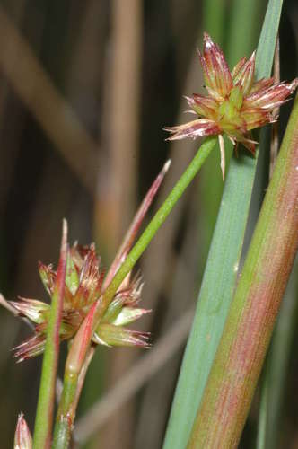Juncus holoschoenus (Juncus holoschoenus)