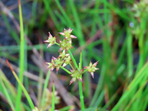 Juncus holoschoenus (Juncus holoschoenus)
