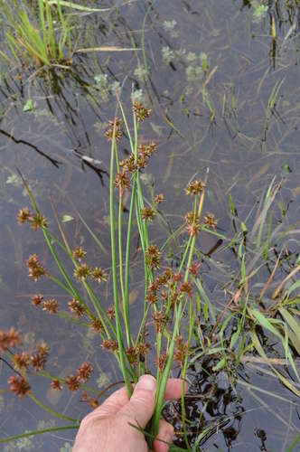 Juncus holoschoenus (Juncus holoschoenus)
