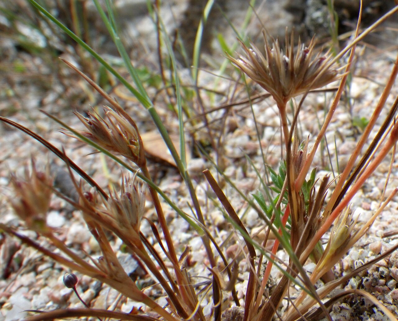 Juncus hybridus: Unidentified Juncus (looks like J.capiatus /J.hybridus )