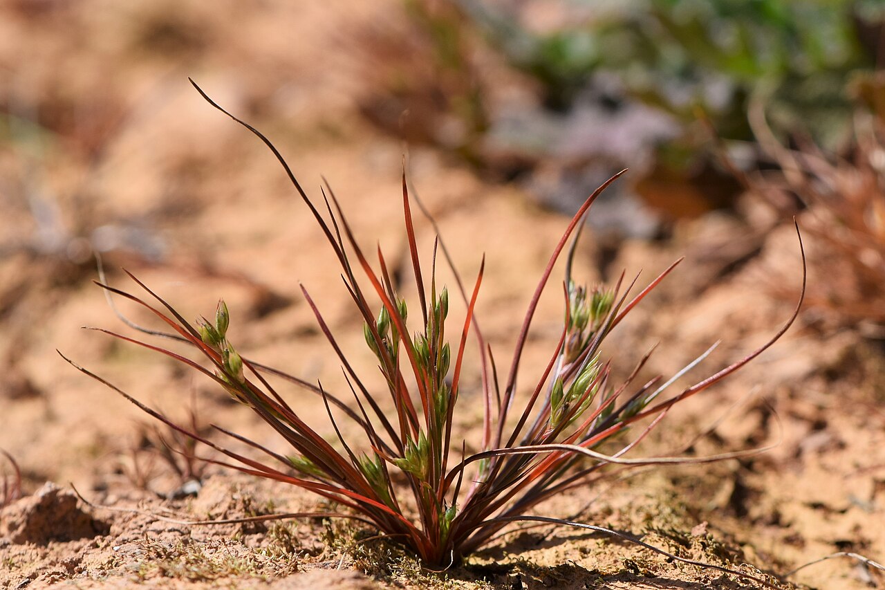 Juncus hybridus: Juncus hybridus in Corte Gafo de Cima near Metrola in Portugal