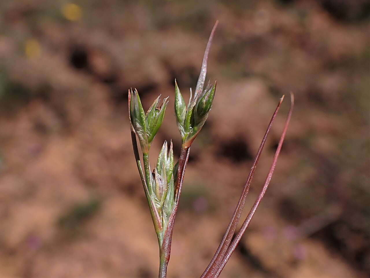 Juncus hybridus: Juncus hybridus in Corte Gafo de Cima near Metrola in Portugal