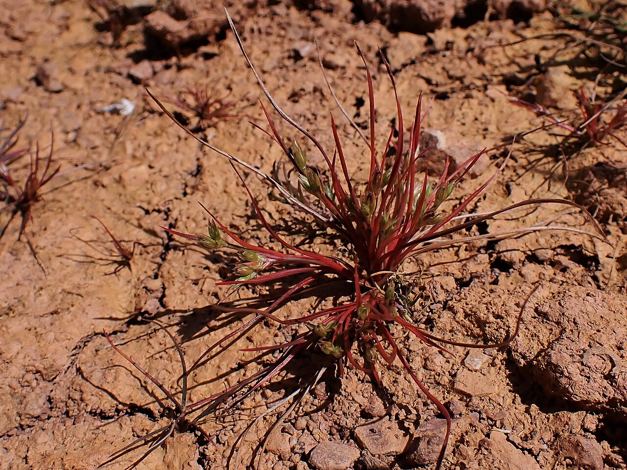 Juncus hybridus: Juncus hybridus in Corte Gafo de Cima near Metrola in Portugal
