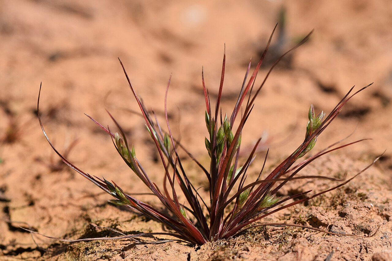 Juncus hybridus: Juncus hybridus in Corte Gafo de Cima near Metrola in Portugal