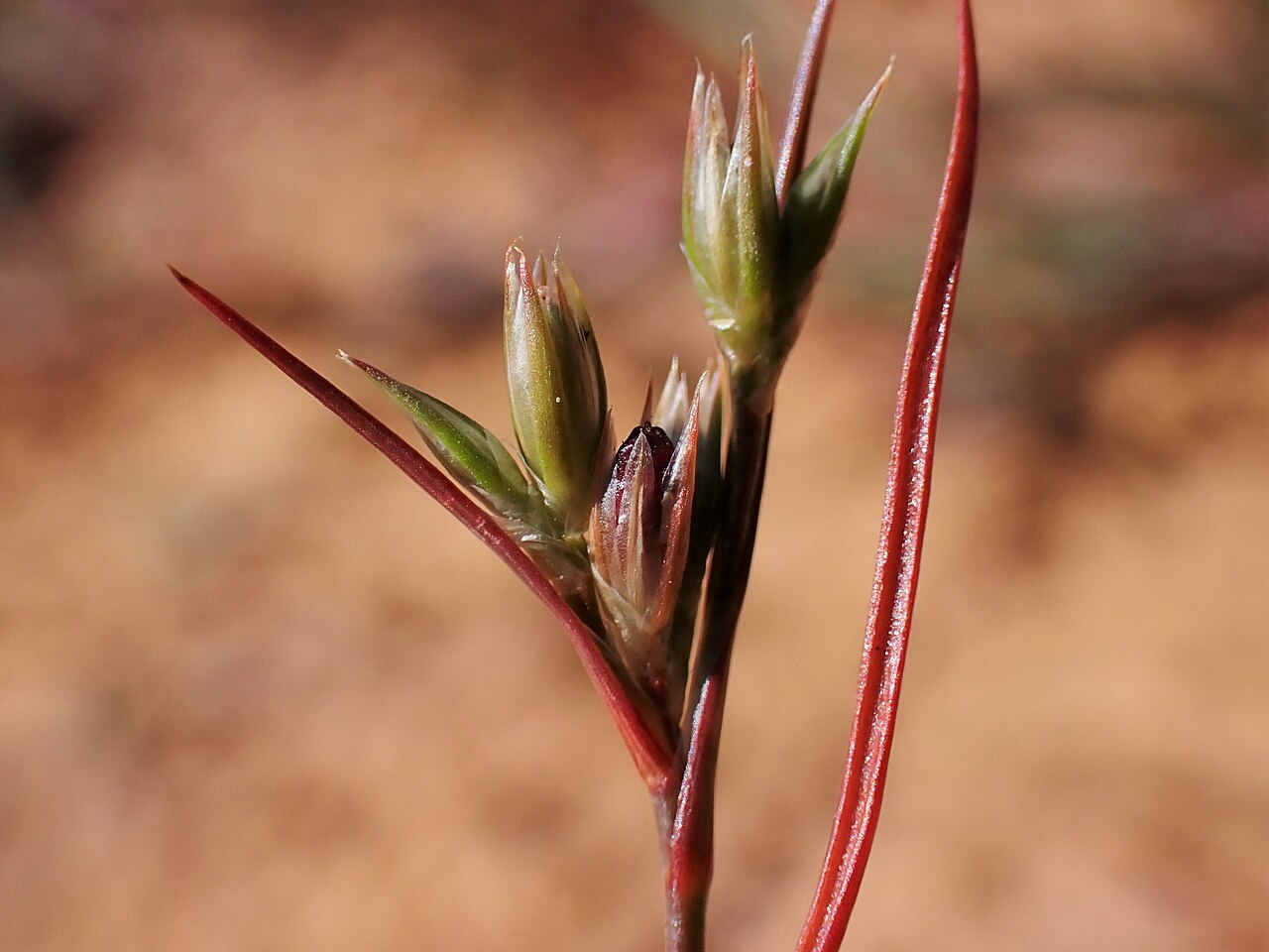 Juncus hybridus: Juncus hybridus in Corte Gafo de Cima near Metrola in Portugal