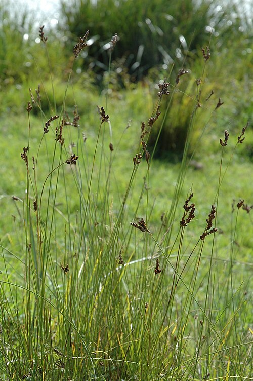 Juncus imbricatus (Juncus imbricatus)
