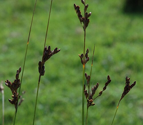 Juncus imbricatus (Juncus imbricatus)