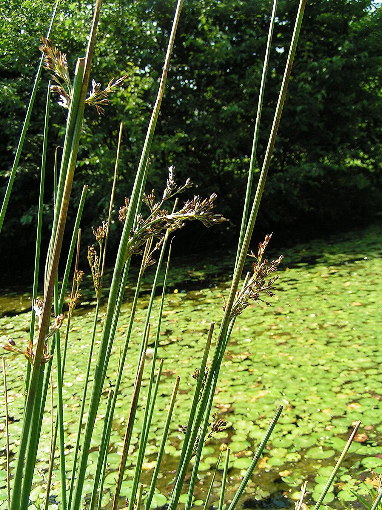 European meadow rush (Juncus inflexus)