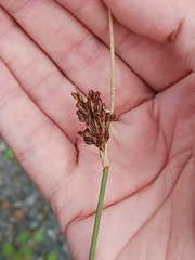 European meadow rush (Juncus inflexus)