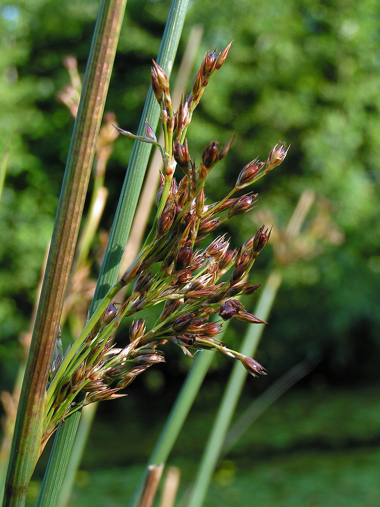 European meadow rush (Juncus inflexus)