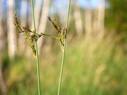 European meadow rush (Juncus inflexus)