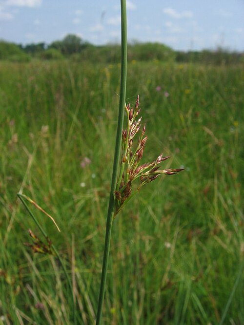 European meadow rush: Blaugrüne Binse Juncus inflexus , Gragetopshof bei Rostock