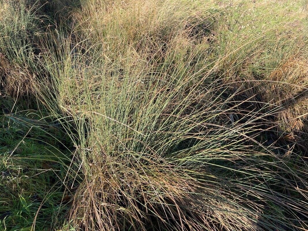 European meadow rush (Juncus inflexus)