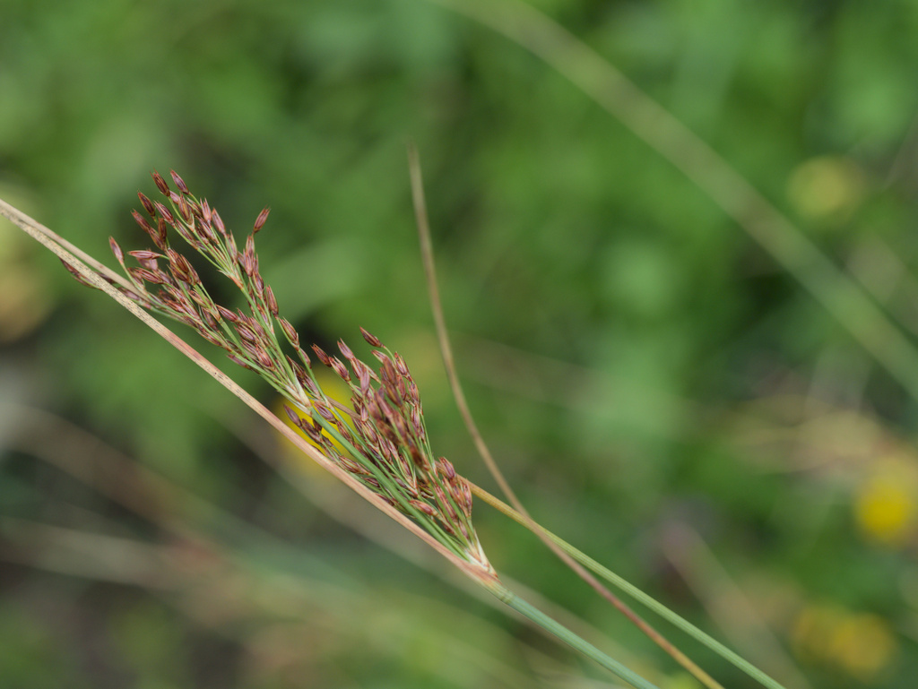 European meadow rush (Juncus inflexus)