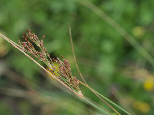 European meadow rush (Juncus inflexus)