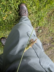 European meadow rush (Juncus inflexus)