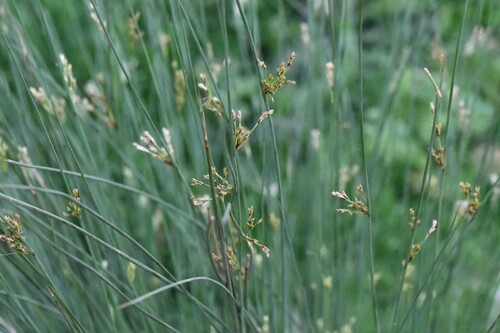 European meadow rush (Juncus inflexus)