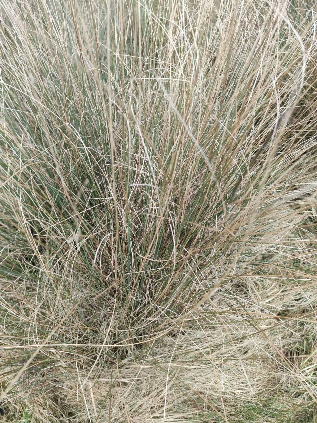 European meadow rush (Juncus inflexus)