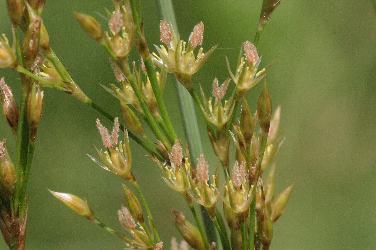 European meadow rush: Juncus inflexus