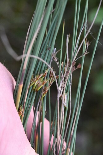 European meadow rush (Juncus inflexus)