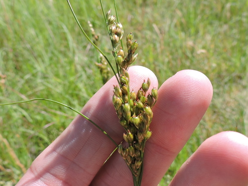 Inland rush (Juncus interior)