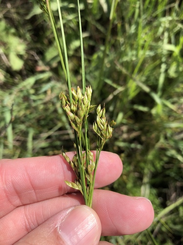 Inland rush (Juncus interior)