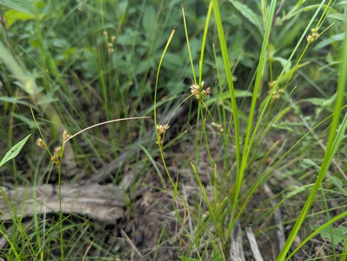 Inland rush (Juncus interior)