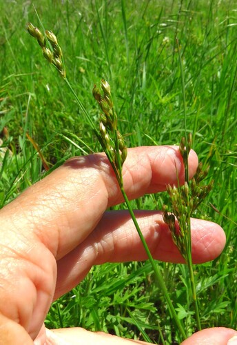 Inland rush (Juncus interior)