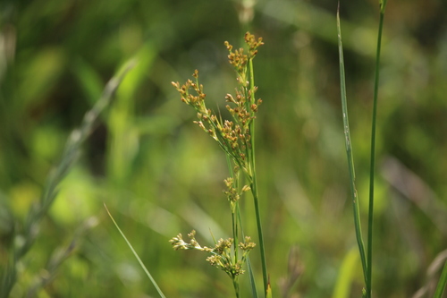 Inland rush (Juncus interior)