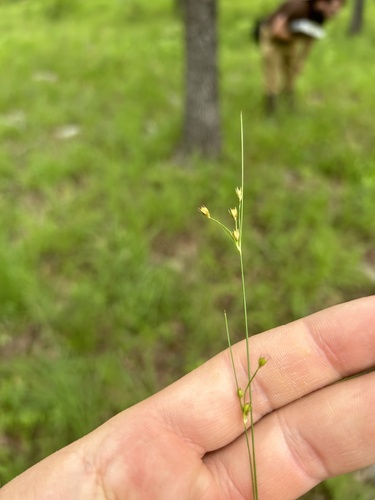 Inland rush (Juncus interior)